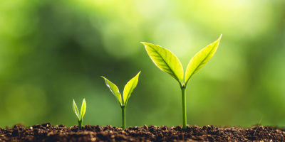 do-plants-think–s